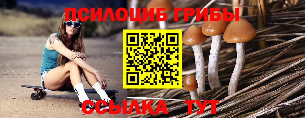 Псилоцибиновые грибы Psilocybe Прохладный